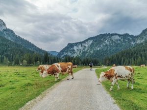 Weitwandern Chiemsee - Weitsee, Langerbauer Alm