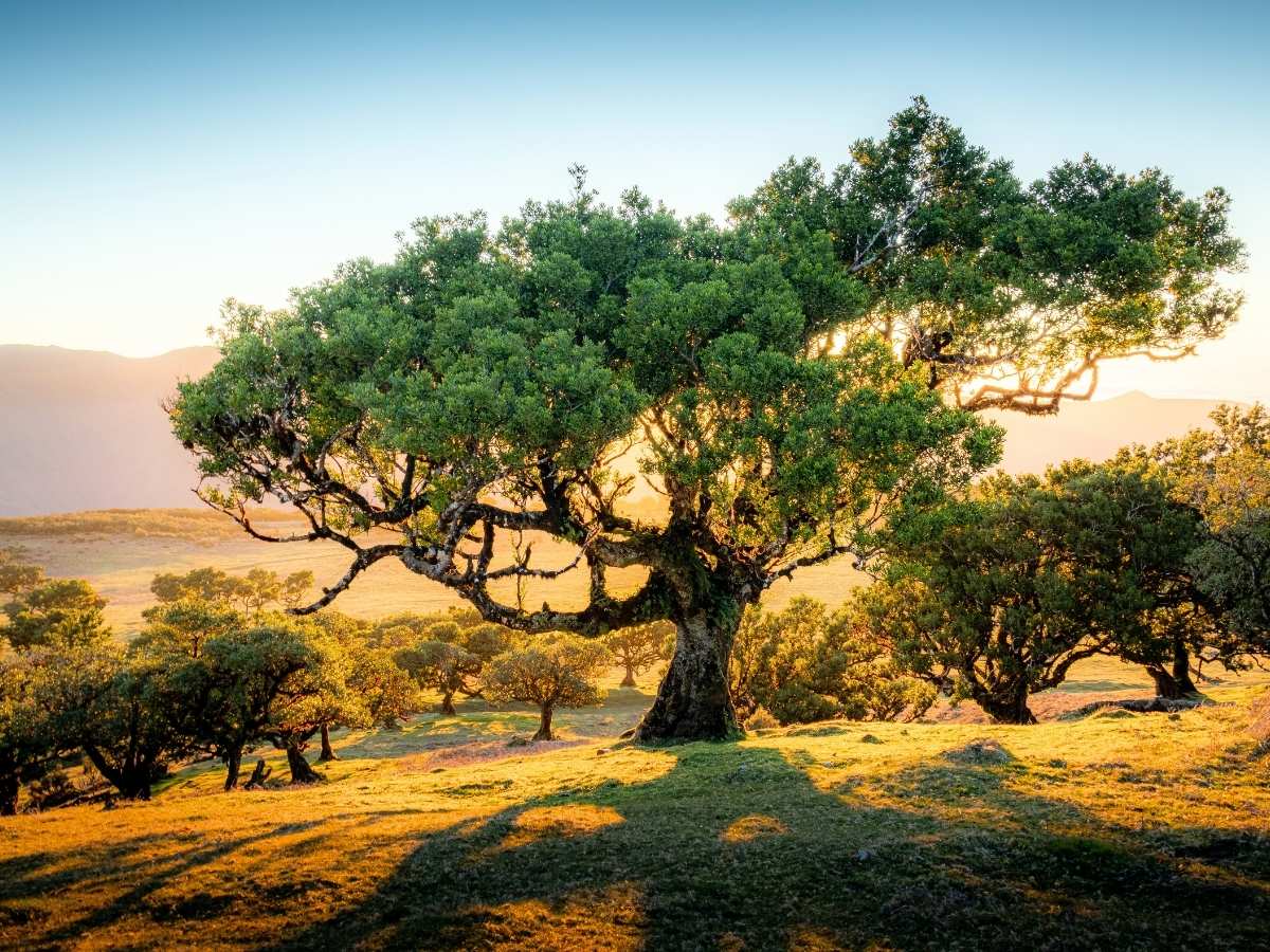 Lorbeerwald von Fanal auf Madeira